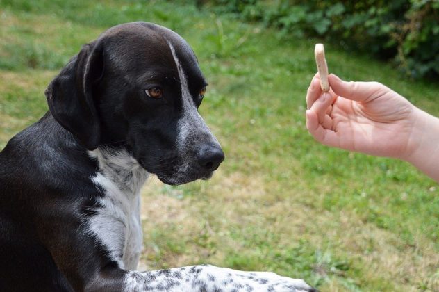 Usar o treinamento e pedir ajuda para um adestrador profissional pode ser a melhor maneira de ajudar o seu cachorro em casos extremos de estresse. (Foto: Pixabay)
