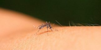 O Brasil passou de 4 milhões de casos (prováveis e confirmados) de dengue em 2024. (Foto: Pexels)