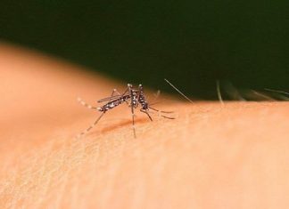 O Brasil passou de 4 milhões de casos (prováveis e confirmados) de dengue em 2024. (Foto: Pexels)