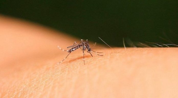 O Brasil passou de 4 milhões de casos (prováveis e confirmados) de dengue em 2024. (Foto: Pexels)