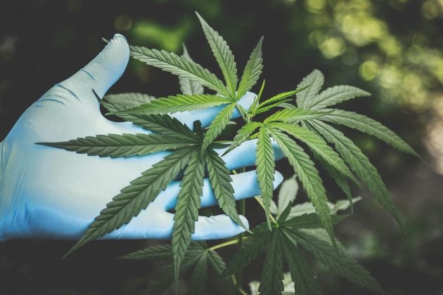 Num movimento histórico que reconhece os benefícios médicos da droga há muito criminalizada e traz amplas implicações para a pesquisa relacionada à cannabis e para a indústria em geral. (Foto: Pexels)