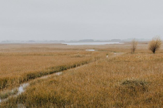 Pantanal teve queda de mais de 60% na superfície de água em 2023. (Foto: Pexels)