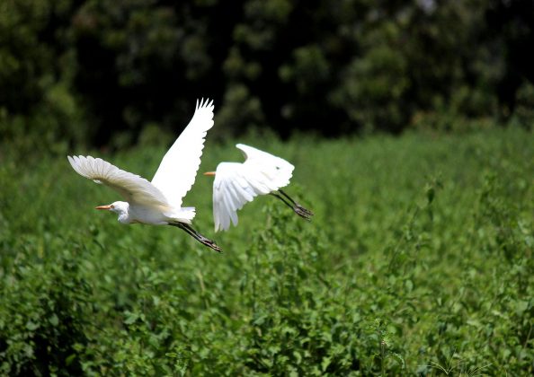 Assim, o Pantanal foi o bioma que mais secou ao longo da série histórica, com a superfície úmida ficando 61% abaixo da média em 2023. (Foto: Pexels)