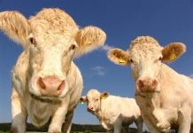 Dinamarca irá tributar emissão de gases por vacas e porcos. (Foto: Pexels)