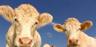 Dinamarca irá tributar emissão de gases por vacas e porcos. (Foto: Pexels)