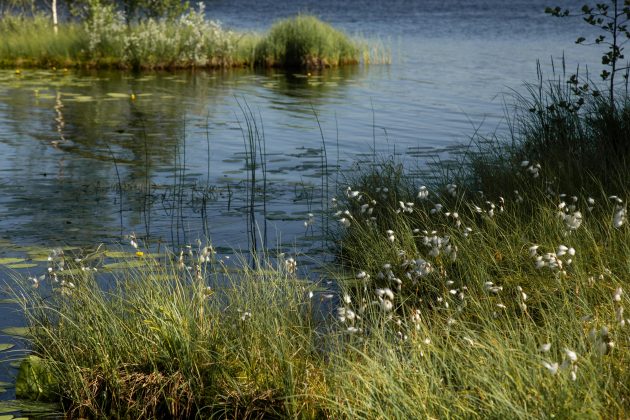 Pantanal teve queda de mais de 60% na superfície de água em 2023. (Foto: Pexels)