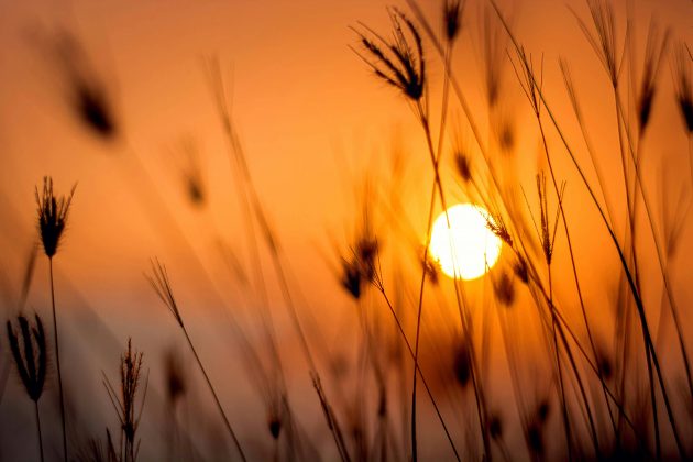 Vale lembrar que Junho de 2024 marcou o décimo terceiro mês consecutivo de recordes de calor na Terra. (Foto: Pexels)