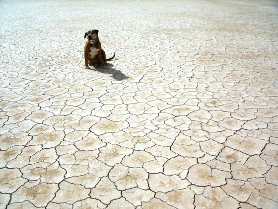 No Amazonas, que tentava se recuperar de uma seca histórica, comunidades já estão isoladas e a ordem é estocar alimentos. (Foto: Pexels)