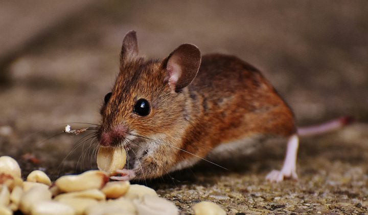 Saiba quais os 3 animais que conseguem detectar doenças em humanos. (Foto: Pexels)