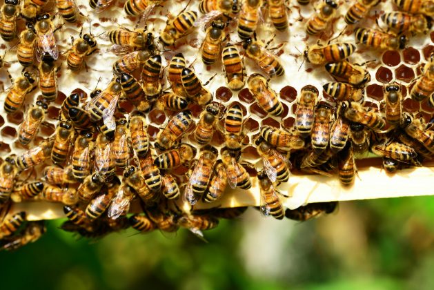 Eles incluem desde o verme microscópico C. elegans até formigas, camundongos e cães. (Foto: Pexels)