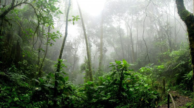 De acordo com o relatório, a Amazônia é o bioma que mais sofreu com essa perda ao longo dos anos. (Foto: Pexels)