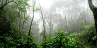 O acumulado de alertas de desmatamento na Amazônia Legal foi de 4.314,76 km² entre agosto de 2023 e julho de 2024 (o equivalente ao tamanho de Cuiabá). (Foto: Pexels)