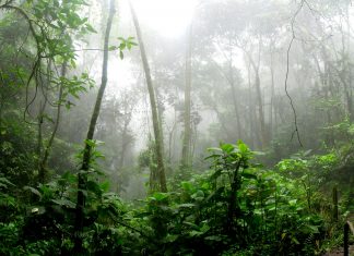 O acumulado de alertas de desmatamento na Amazônia Legal foi de 4.314,76 km² entre agosto de 2023 e julho de 2024 (o equivalente ao tamanho de Cuiabá). (Foto: Pexels)