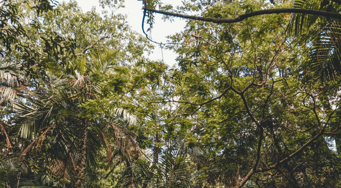 O Pantanal e a Amazônia enfrentaram seus piores incêndios em quase 20 anos, com o fogo afetando a qualidade do ar em boa parte da América do Sul, anunciaram cientistas do Observatório Europeu Copernicus. (Foto: Pexels)