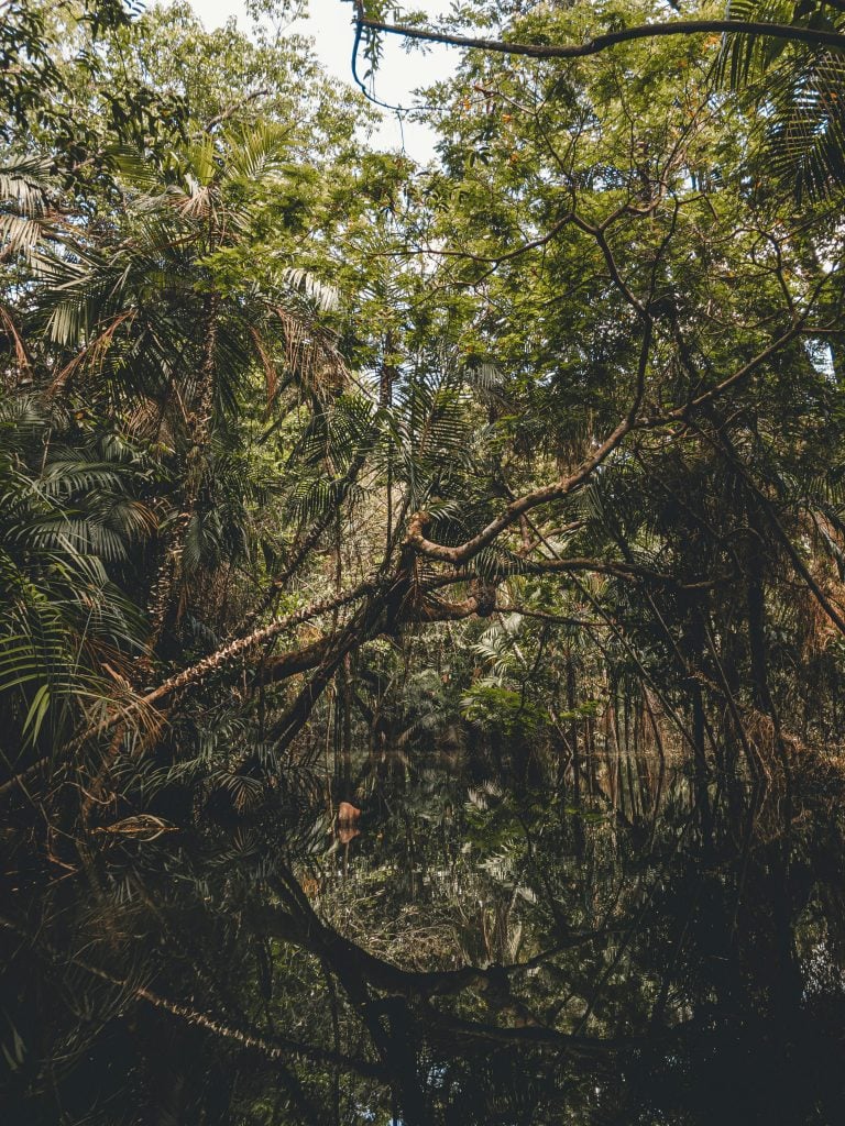 O Pantanal e a Amazônia enfrentaram seus piores incêndios em quase 20 anos, com o fogo afetando a qualidade do ar em boa parte da América do Sul, anunciaram cientistas do Observatório Europeu Copernicus. (Foto: Pexels)