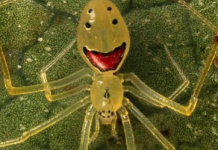 A Theridion grallator, mais conhecida como “Aranha-Cara-Feliz”, impressiona pelo aspecto peculiar e quase caricatural. (Foto: Reprodução)