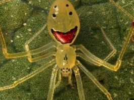 A Theridion grallator, mais conhecida como “Aranha-Cara-Feliz”, impressiona pelo aspecto peculiar e quase caricatural. (Foto: Reprodução)