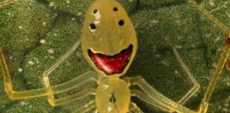 A Theridion grallator, mais conhecida como “Aranha-Cara-Feliz”, impressiona pelo aspecto peculiar e quase caricatural. (Foto: Reprodução)