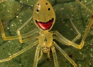 A Theridion grallator, mais conhecida como “Aranha-Cara-Feliz”, impressiona pelo aspecto peculiar e quase caricatural. (Foto: Reprodução)