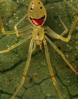 A Theridion grallator, mais conhecida como “Aranha-Cara-Feliz”, impressiona pelo aspecto peculiar e quase caricatural. (Foto: Reprodução)