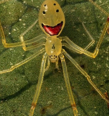 A Theridion grallator, mais conhecida como “Aranha-Cara-Feliz”, impressiona pelo aspecto peculiar e quase caricatural. (Foto: Reprodução)