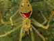 A Theridion grallator, mais conhecida como “Aranha-Cara-Feliz”, impressiona pelo aspecto peculiar e quase caricatural. (Foto: Reprodução)