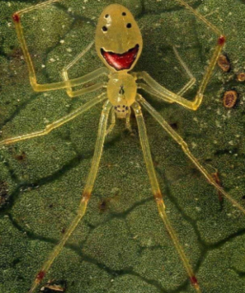 Nativa exclusivamente das florestas tropicais havaianas, a Theridion grallator é uma espécie endêmica do arquipélago, ou seja, só pode ser encontrada no Havaí. (Foto: Reprodução)