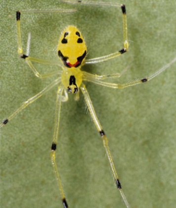 Enfim, a Theridion grallator destaca-se como símbolo da excentricidade e da beleza que caracterizam a fauna havaiana. (Foto: Reprodução)