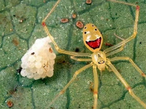 Entretanto, um dos aspectos mais notáveis da Aranha-Cara-Feliz é sua capacidade de variar a coloração. (Foto: Reprodução)