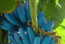 A “banana azul”, conhecida como Blue Java nas Ilhas Fiji, banana-sorvete no Havaí e na Flórida, ou Ney Mannan na Índia, tem suas raízes no sudeste asiático. (Foto: Instagram)