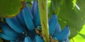 A “banana azul”, conhecida como Blue Java nas Ilhas Fiji, banana-sorvete no Havaí e na Flórida, ou Ney Mannan na Índia, tem suas raízes no sudeste asiático. (Foto: Instagram)