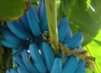 A “banana azul”, conhecida como Blue Java nas Ilhas Fiji, banana-sorvete no Havaí e na Flórida, ou Ney Mannan na Índia, tem suas raízes no sudeste asiático. (Foto: Instagram)