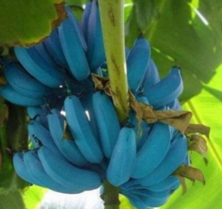 A “banana azul”, conhecida como Blue Java nas Ilhas Fiji, banana-sorvete no Havaí e na Flórida, ou Ney Mannan na Índia, tem suas raízes no sudeste asiático. (Foto: Instagram)