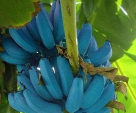 A “banana azul”, conhecida como Blue Java nas Ilhas Fiji, banana-sorvete no Havaí e na Flórida, ou Ney Mannan na Índia, tem suas raízes no sudeste asiático. (Foto: Instagram)