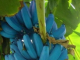 A “banana azul”, conhecida como Blue Java nas Ilhas Fiji, banana-sorvete no Havaí e na Flórida, ou Ney Mannan na Índia, tem suas raízes no sudeste asiático. (Foto: Instagram)