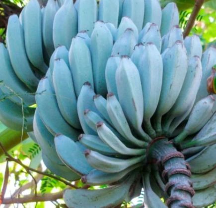 Ademais, essa qualidade contribui para seu apelido “banana-sorvete”, sendo uma opção deliciosa e versátil em diversas receitas. (Foto: Instagram)