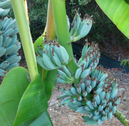 O que torna essa banana verdadeiramente especial é sua textura e sabor. Por dentro, a polpa apresenta uma coloração branca, com uma densidade e consistência cremosa que lembram sorvete. (Foto: Instagram)