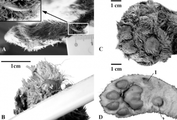 Após três anos de análises detalhadas, finalmente, os pesquisadores publicaram os resultados no periódico Scientific Reports. (Foto: Reprodução)