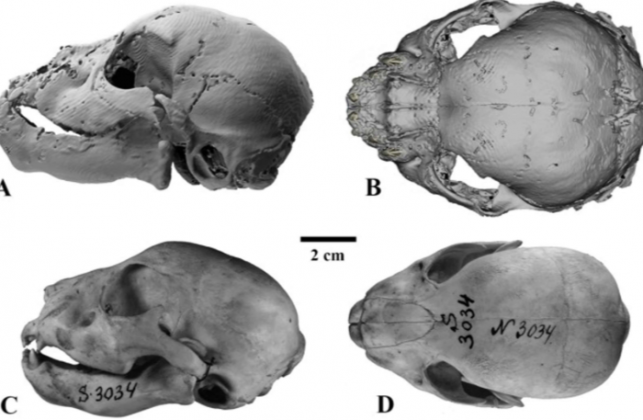 Com apenas três semanas de vida no momento de sua morte, o filhote ainda não havia desenvolvido os famosos caninos alongados que caracterizam os tigres-dentes-de-sabre. (Foto: Reprodução)