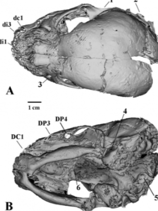 A múmia encontrada na Sibéria oferece informações valiosas sobre os felinos eurasiáticos, que até agora permaneciam menos estudados do que os norte-americanos (H. serum) ou africanos (H. problematicum e H. africanum). (Foto: Reprodução)