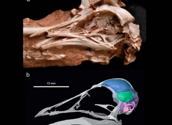 Assim, o fóssil do Navaornis hestiae já é considerado um caso raro por incluir o crânio completo, assim como o esqueleto da ave. Todavia, o estado de conservação é uma exceção: por meio de tomografia computadorizada, os cientistas puderam reconstruir o cérebro da ave. (Foto: Reprodução)