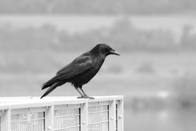 O número de aves rancorosas atingiu seu auge após sete anos e foi diminuindo gradualmente, até que, em 2023, todos os corvos passaram a ignorá-lo. (Foto: Pexels)