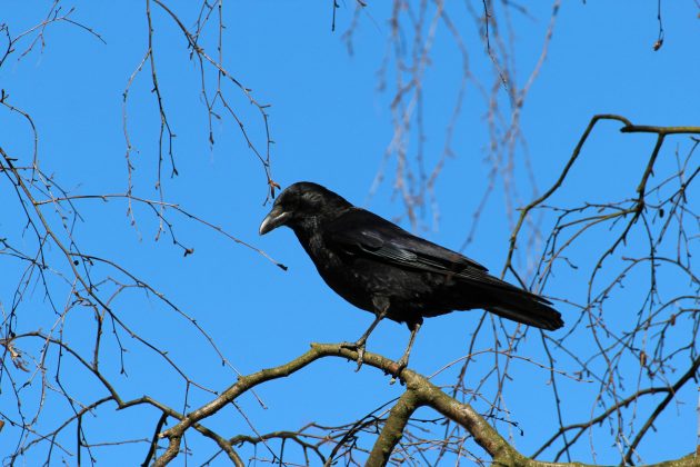 Em 2006, Marzluff capturou corvos enquanto usava uma máscara de ogro, criando um evento que causou alarme nas aves. (Foto: Pexels)