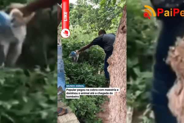 Popular pegou na cobra com maestria e dominou o animal até a chegada do bombeiro