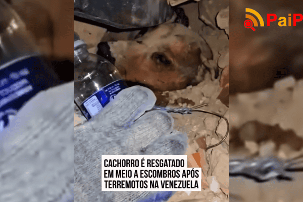 Cachorro é resgatado em meio a escombros após terremotos na Venezuela