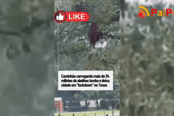 Caminhão carregando mais de 24 milhões de abelhas tomba e deixa cidade em “lockdown” no Texas