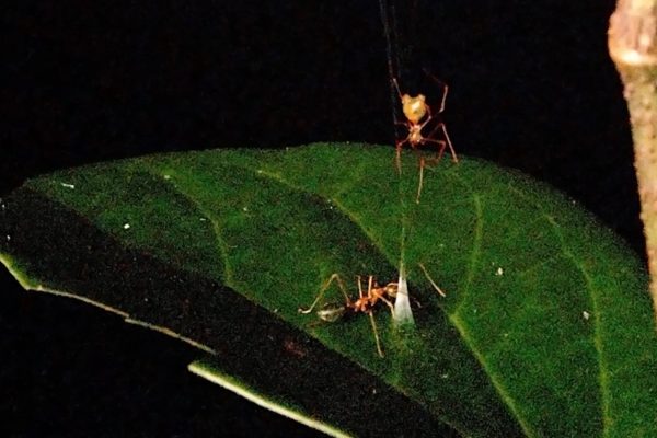 Aranha-balista: nova espécie usa técnica de catapulta para capturar formigas