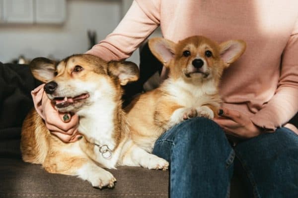 TJ-SC Recusa Pedido de Tutora para Dividir Custos de Animais com Ex