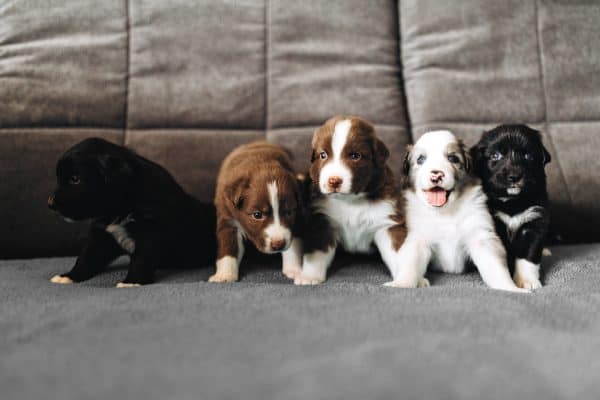 Alimentação e hidratação são cruciais para filhotes de cães, diz especialista