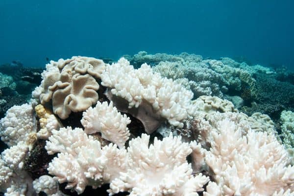 Aquecimento global ameaça espécies de corais-de-fogo endêmicas no Brasil